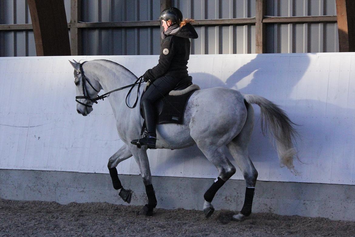 Svensk Varmblod Endorfin billede 6