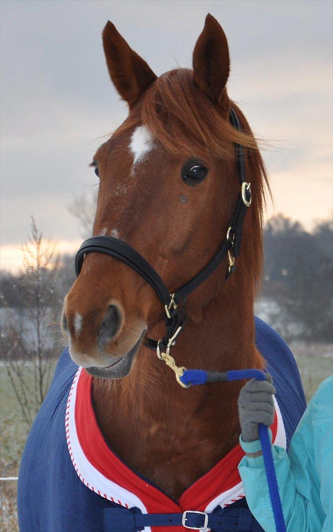 Traver Ferrari (Mr. King) - Vinter 2011 - Ferrari du er guld værd <3 billede 18