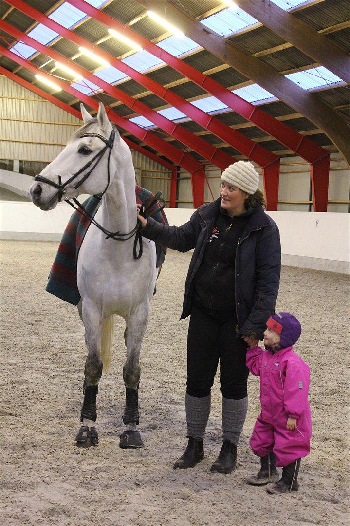 Svensk Varmblod Endorfin billede 8