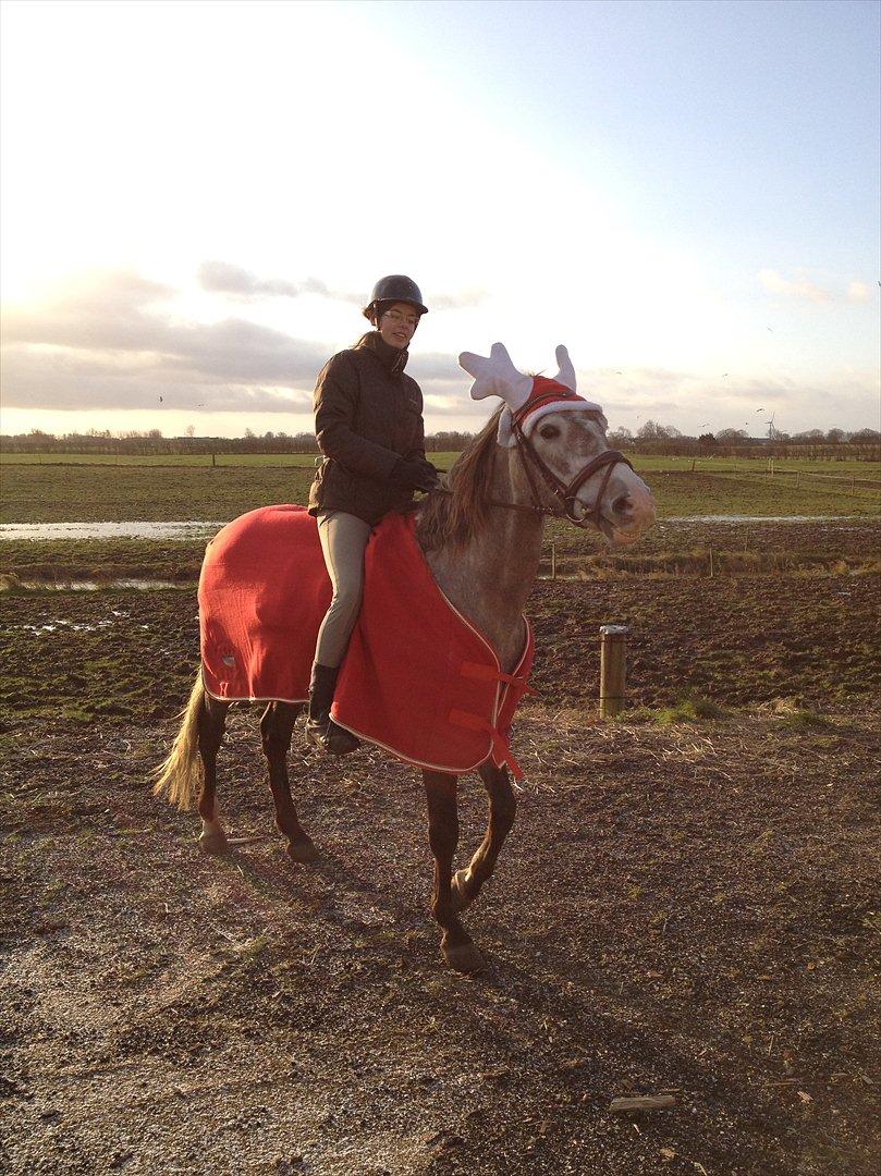 Pura Raza Española Campanero *Æseløre* billede 17