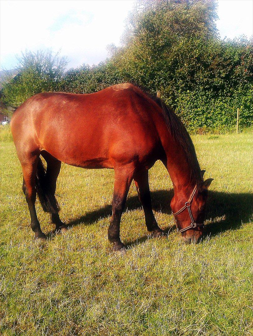 Anden særlig race Epoke  billede 8