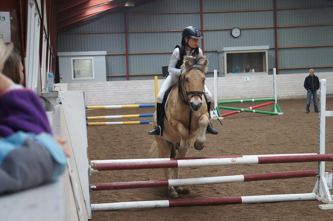 Fjordhest Balder - Hej og velkommen til Balders profil:D billede 1