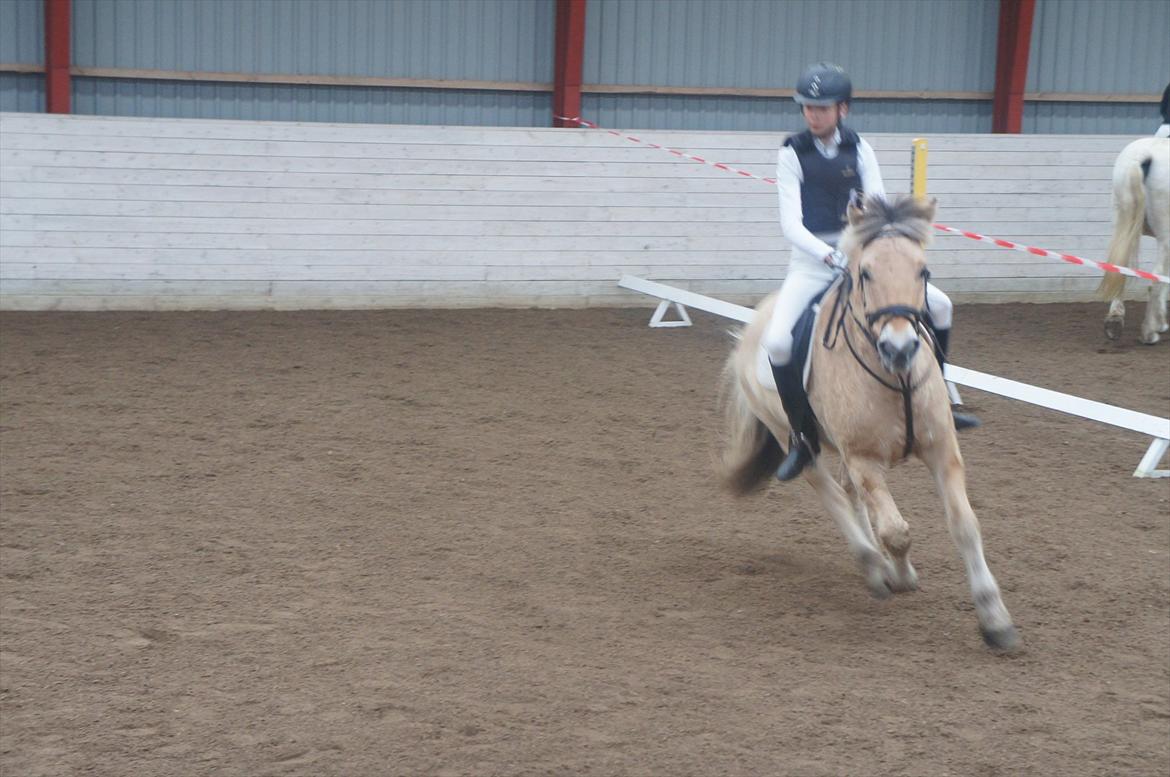 Fjordhest Balder - Er du med, eller faldt du af i svinget? billede 2