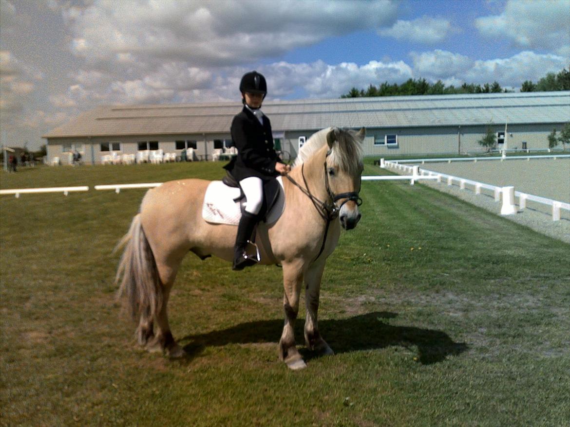 Fjordhest Balder - udv. klubstævne billede 3
