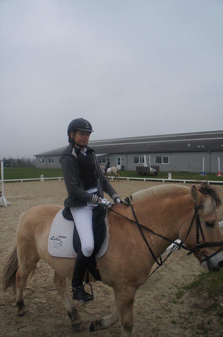 Fjordhest Balder - svedig opvarmning? billede 4