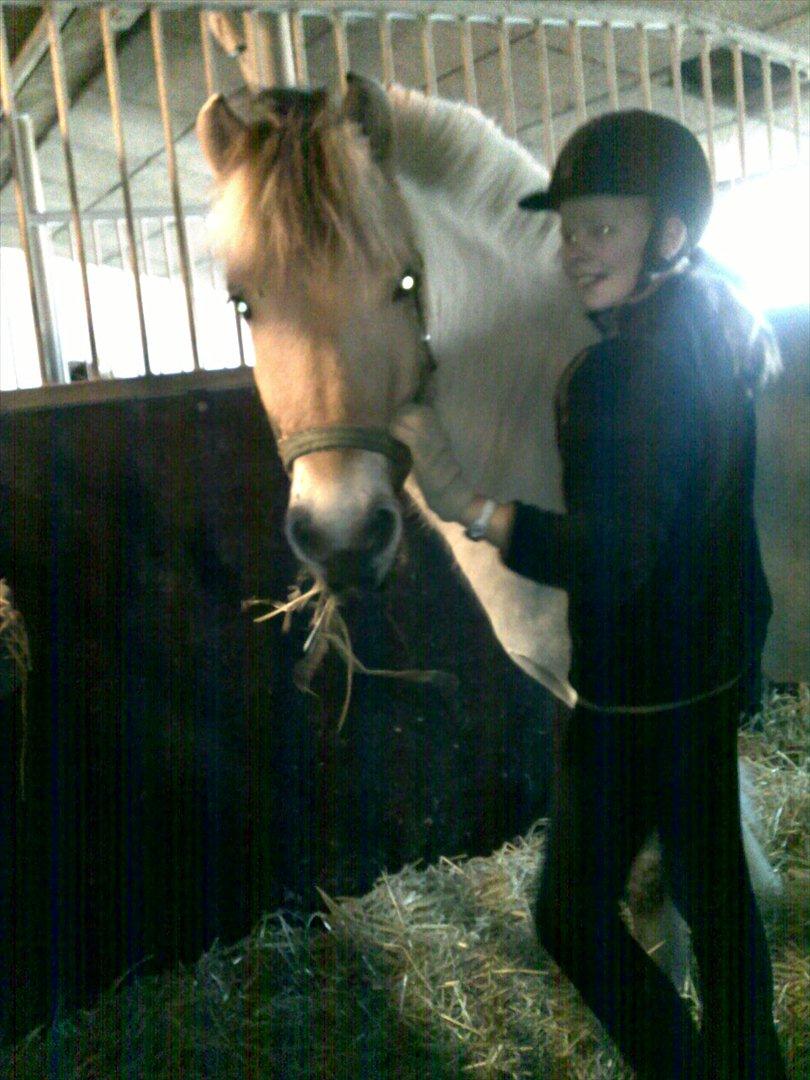 Fjordhest Balder - det er lang tid siden<3 billede 5