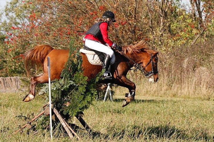 Anden særlig race Beauty buttefly-flip |Soulmate| - stepplechase, du er for sej!<3 billede 17