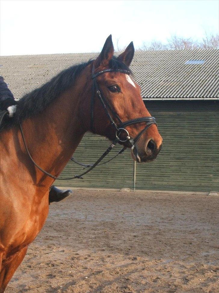 Dansk Varmblod TRÉSOR - Til Trésor's og mit 2 stævne! :) Vi vandt ti holdstævnet ;-) billede 11