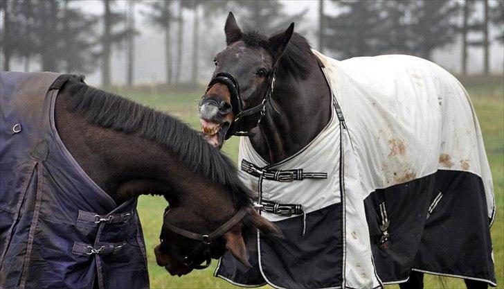 Anden særlig race Tonga - Tonga "leger" bare med sin bedsteven!:D  billede 4