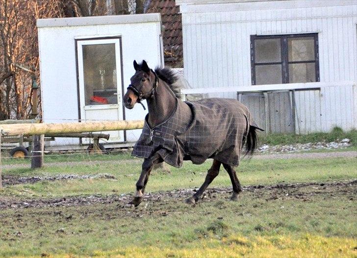 Anden særlig race Tonga billede 1