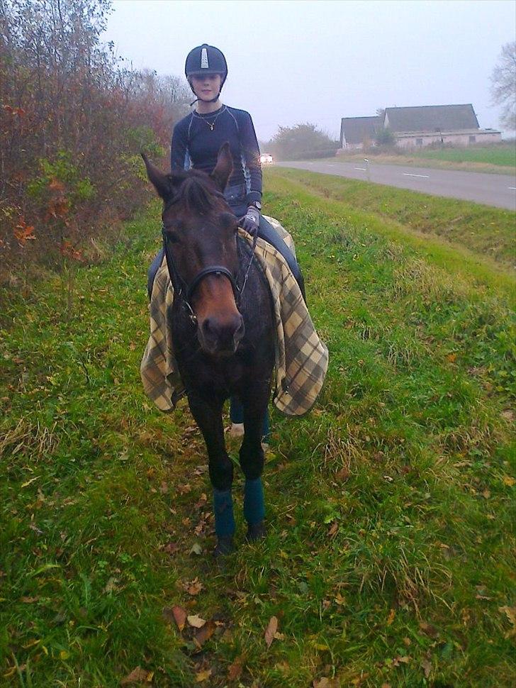 Anden særlig race Charles (Himmelhest) - Ude og skridte af :-). billede 8