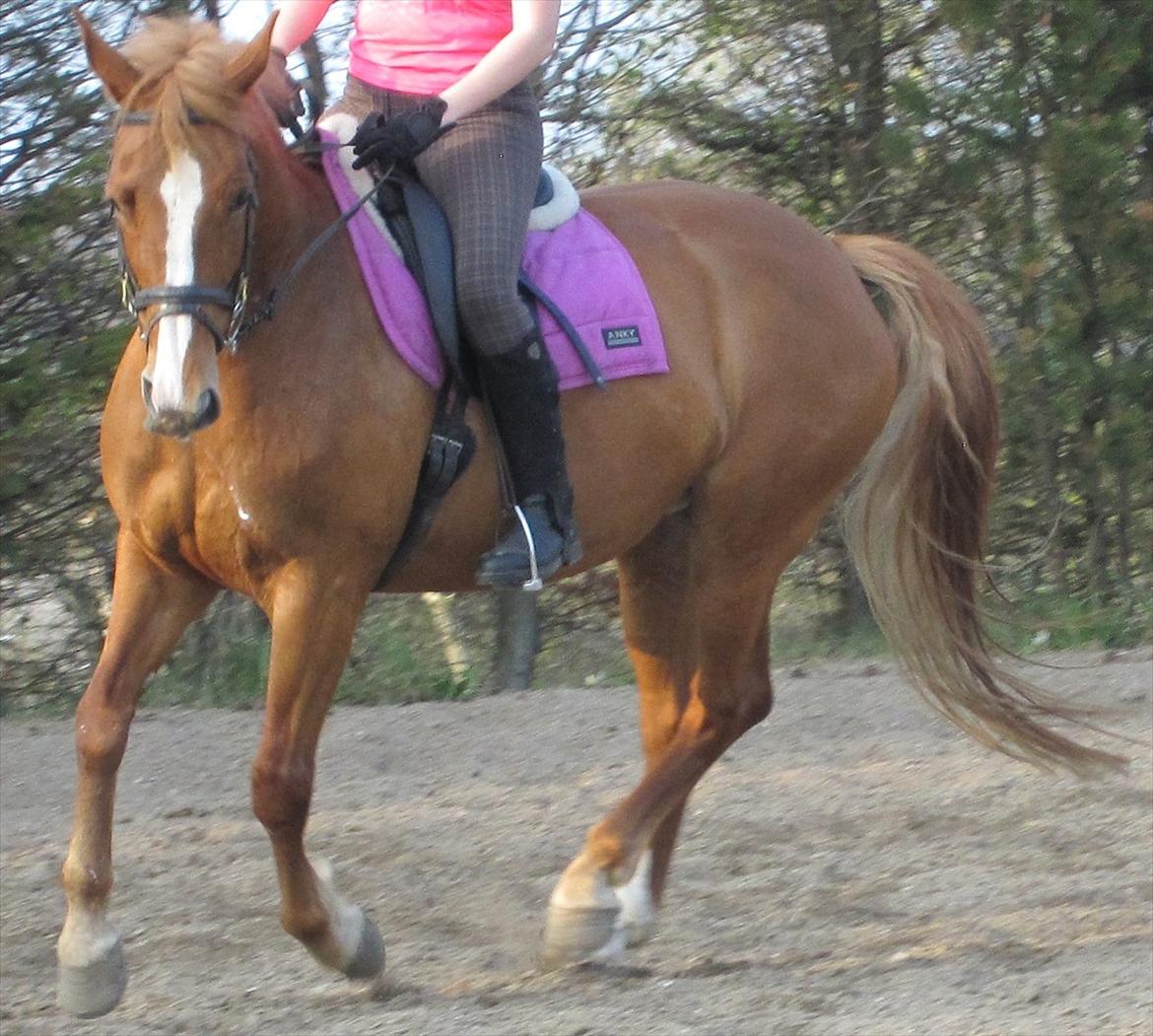 Frederiksborg Kandis  billede 3