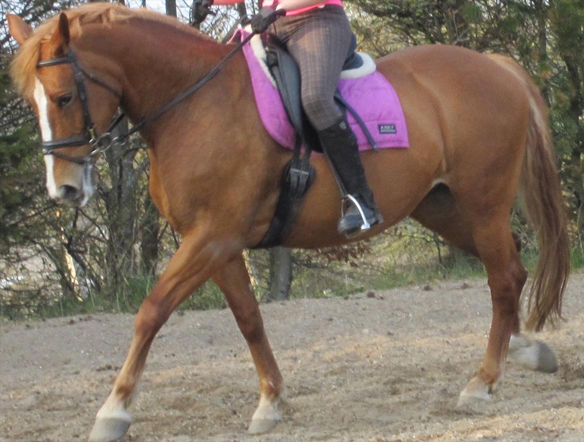 Frederiksborg Kandis  billede 4