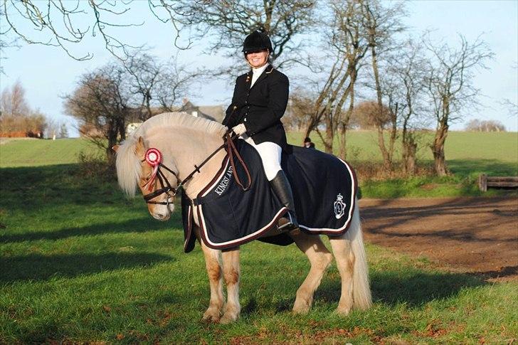 Fjordhest Mosegårdens elegant billede 3