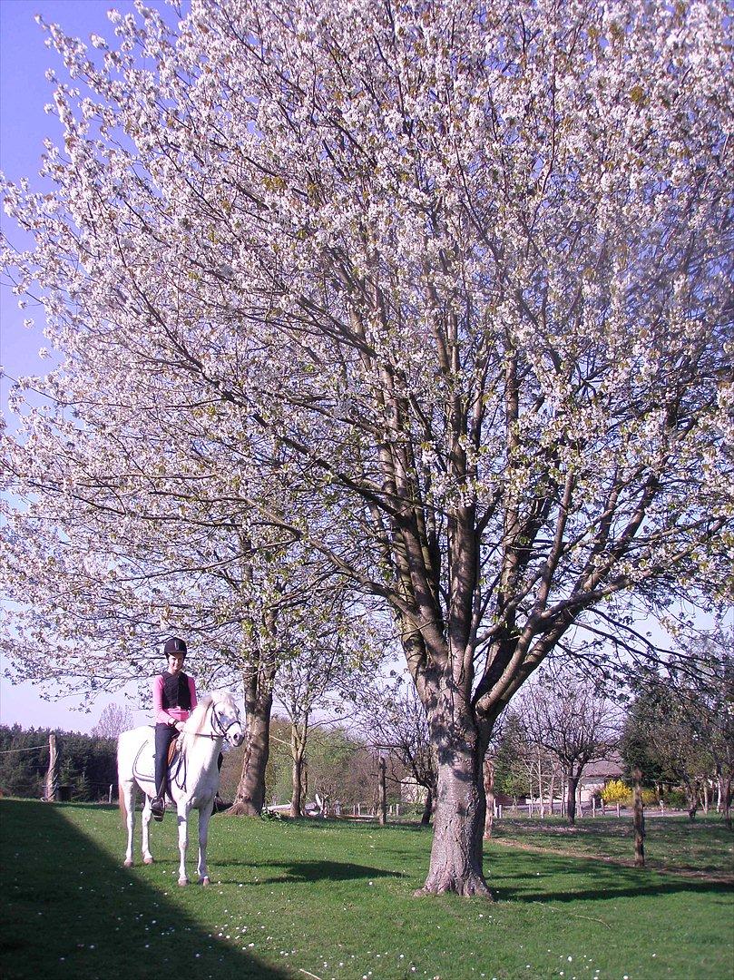 Anden særlig race KOKOS billede 8