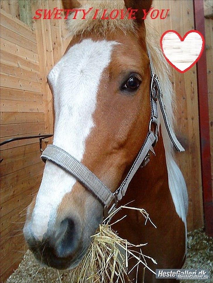 Pinto Joe Joe billede 16