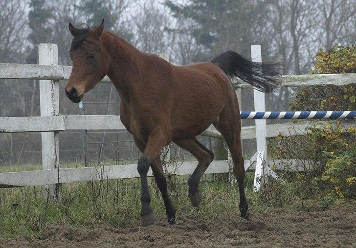 Arabisk fuldblod (OX) FE Shadiva billede 17