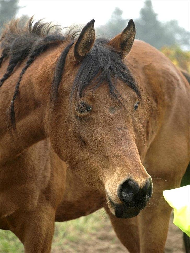 Arabisk fuldblod (OX) FE Shadiva billede 18