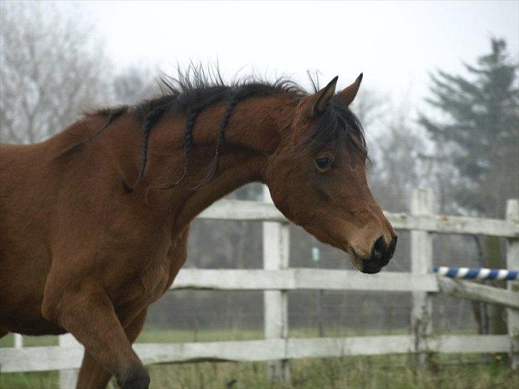 Arabisk fuldblod (OX) FE Shadiva billede 1