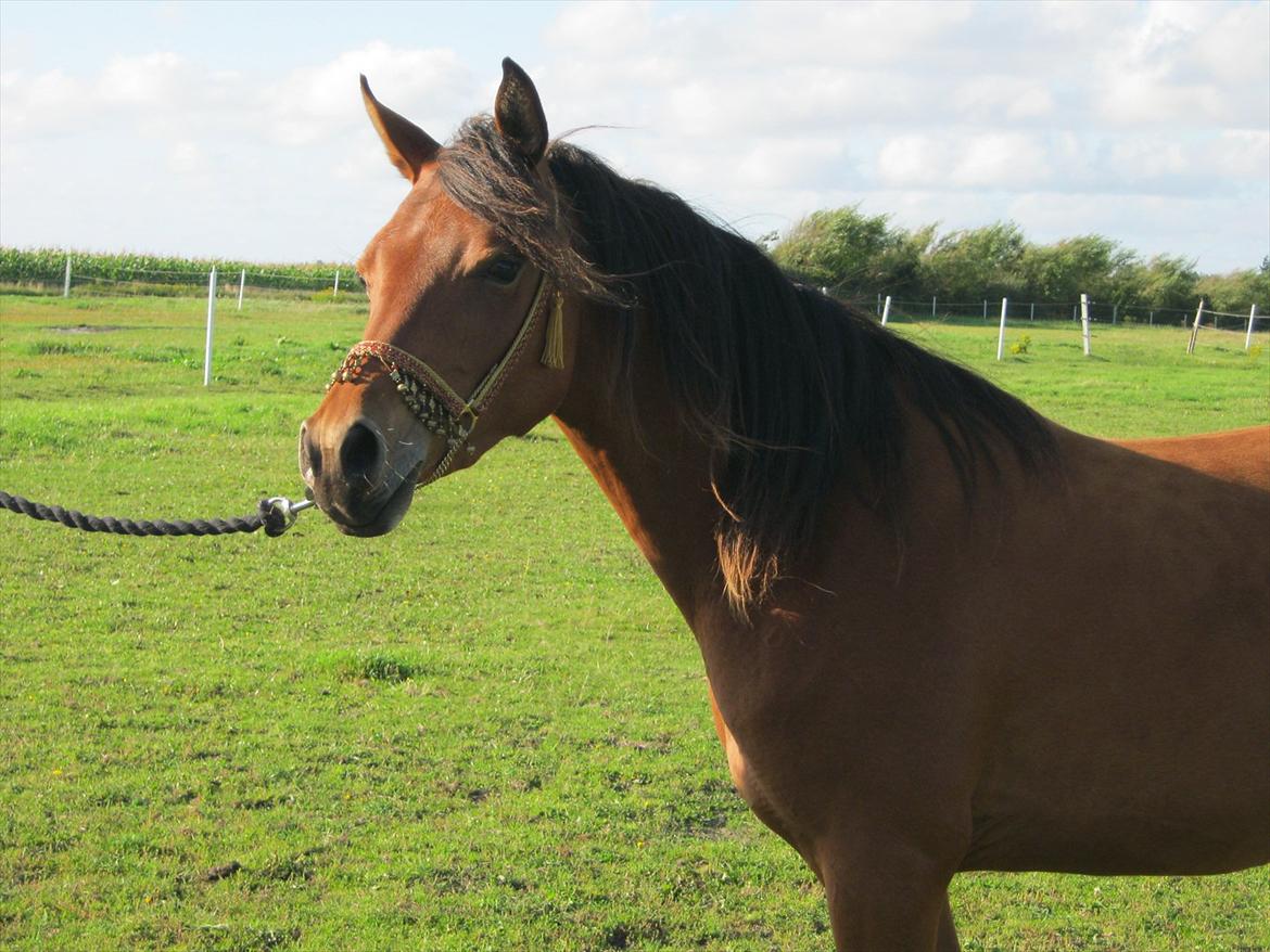 Arabisk fuldblod (OX) FE Shadiva billede 19