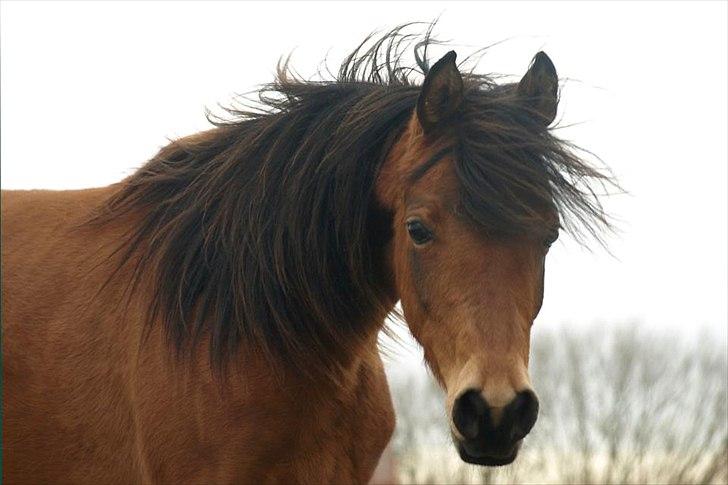 Arabisk fuldblod (OX) FE Shadiva billede 20