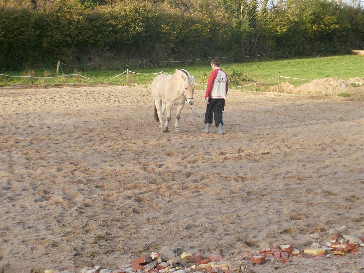 Fjordhest Mulle carlsminde (Multo) billede 13