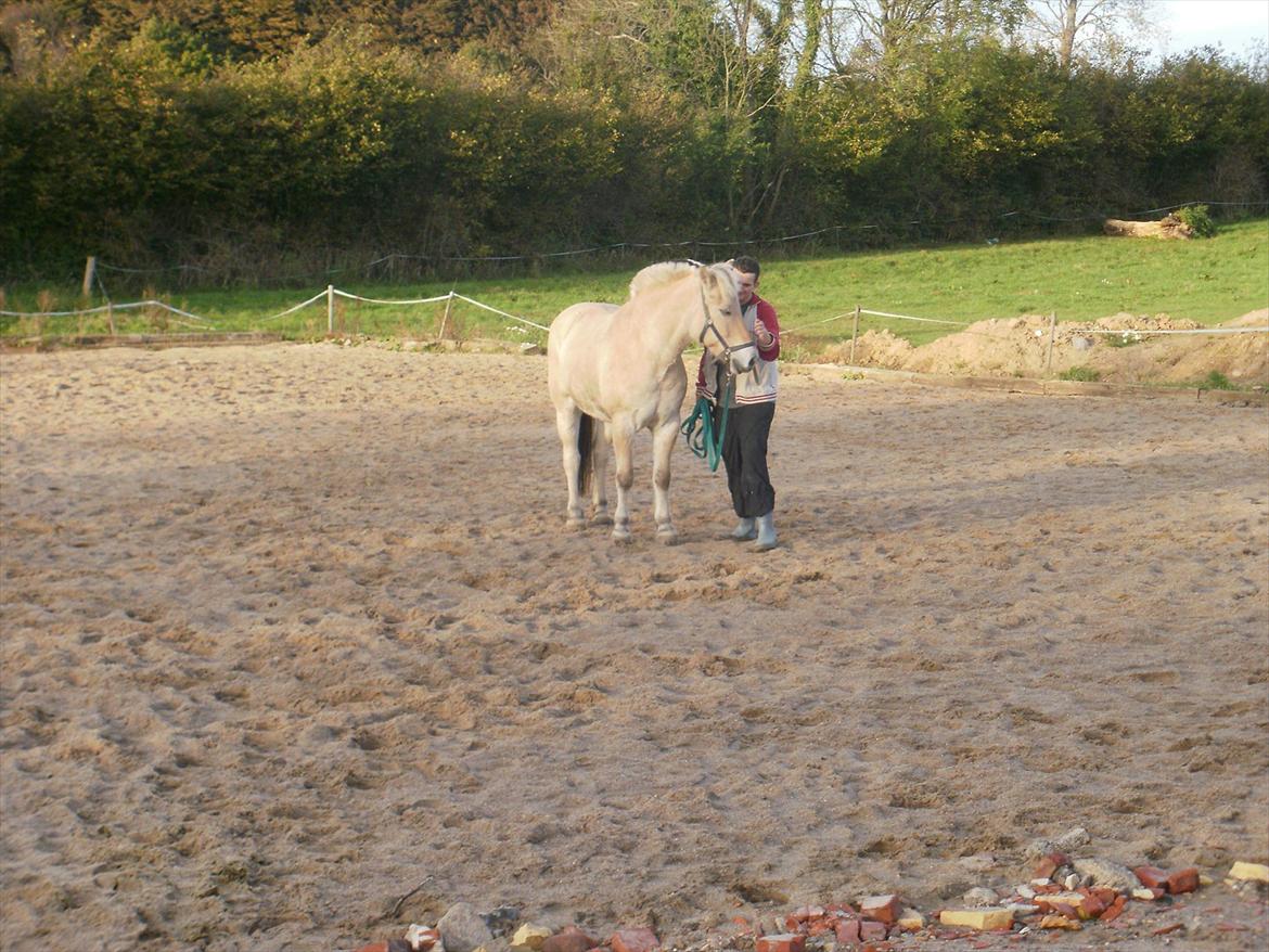 Fjordhest Mulle carlsminde (Multo) billede 14