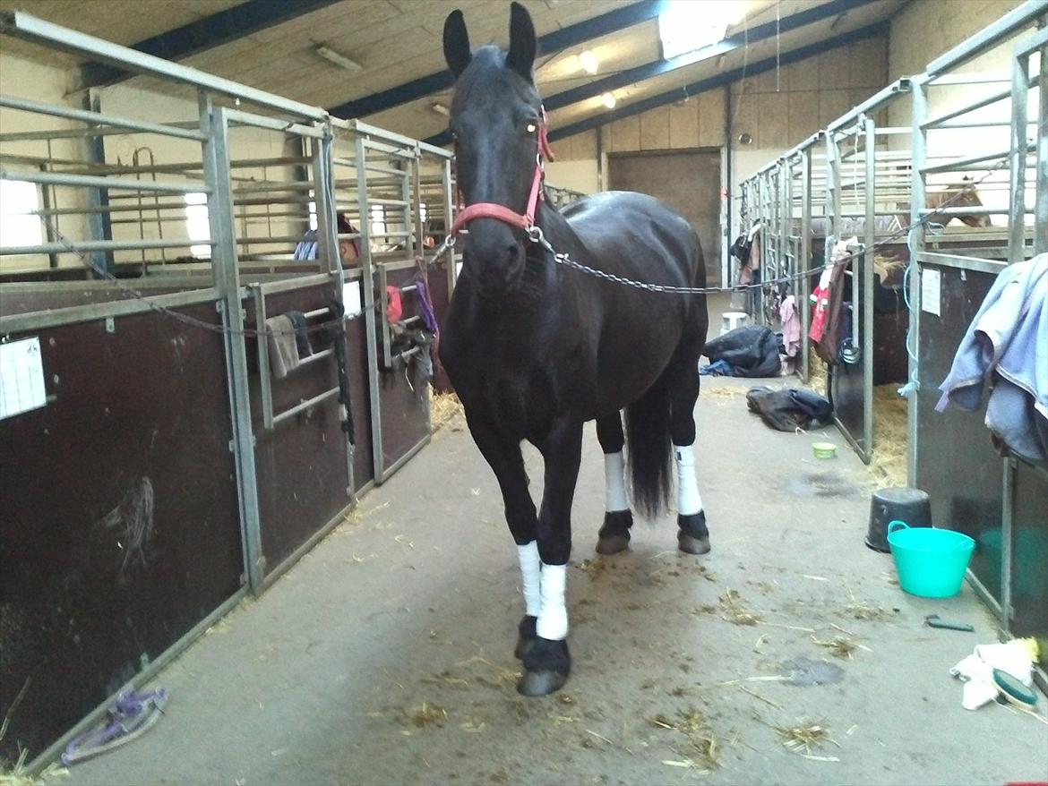 Frieser Jeltsje fra Sonderladegaard(Passer) billede 1