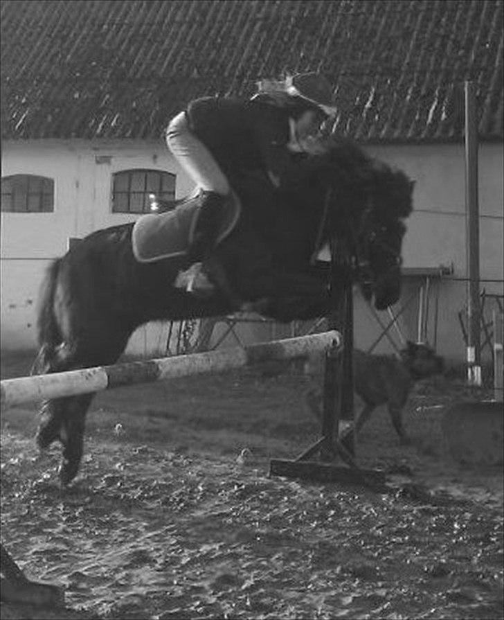 Islænder Litla *Mit et og alt* billede 9