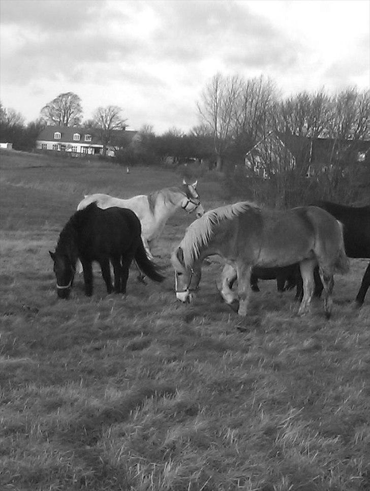 Islænder Litla *Mit et og alt* billede 10