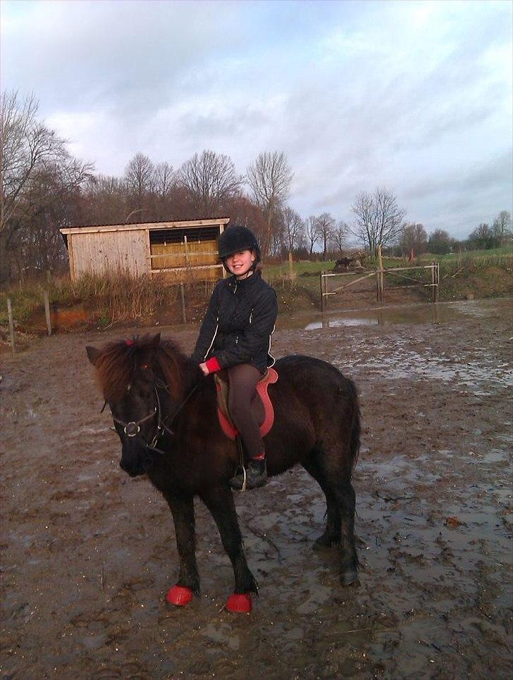 Islænder Litla *Mit et og alt* billede 11