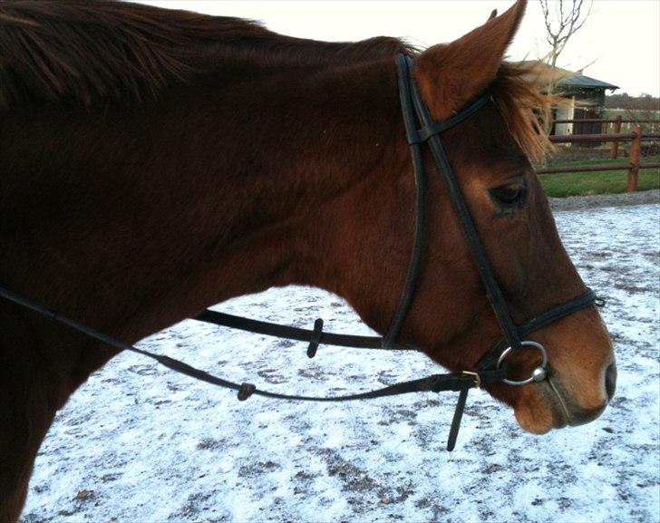 Westfaler Just Capella [Tidl. part] - 7] I December ;) billede 7