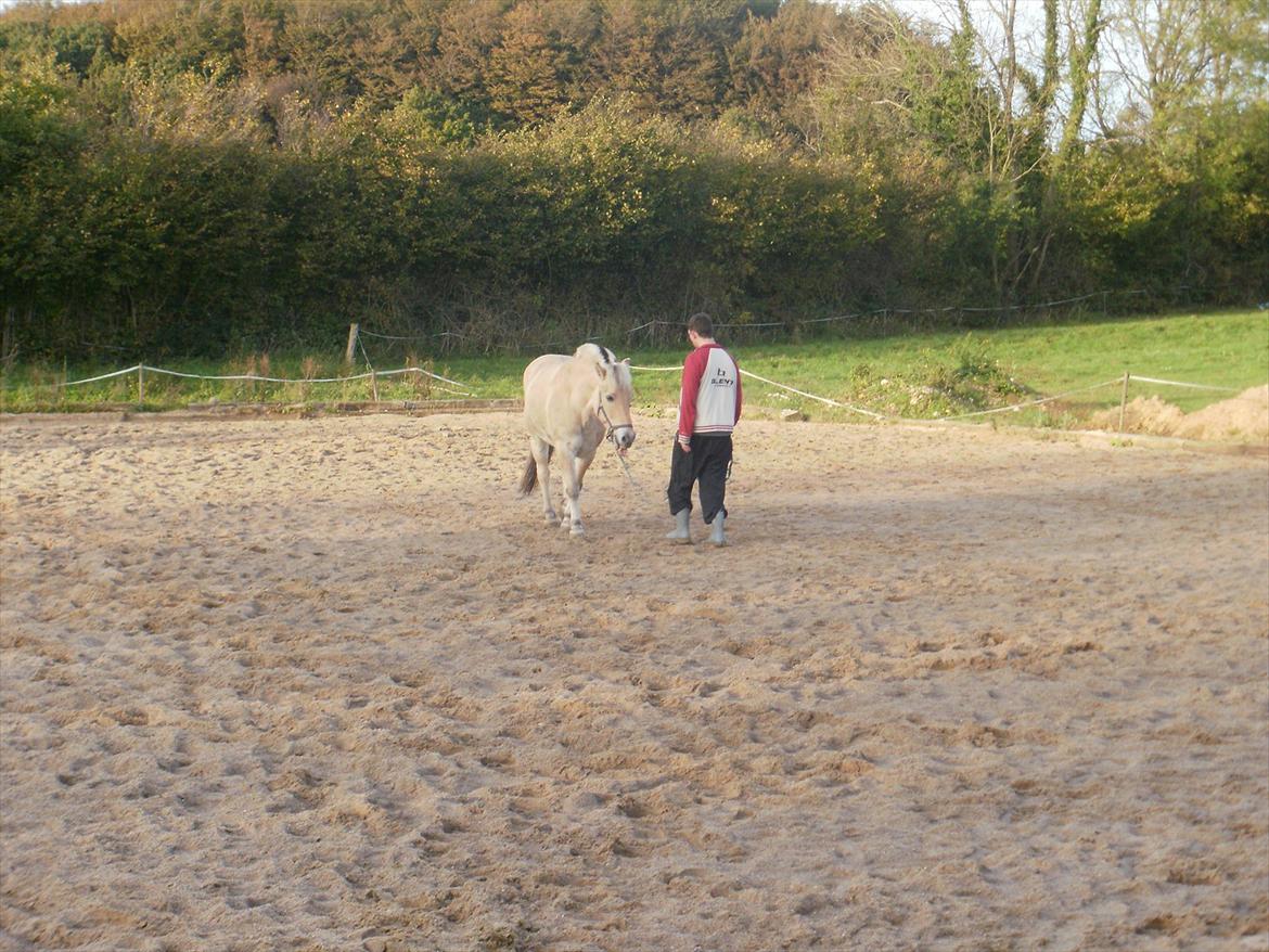 Fjordhest Mulle carlsminde (Multo) billede 15