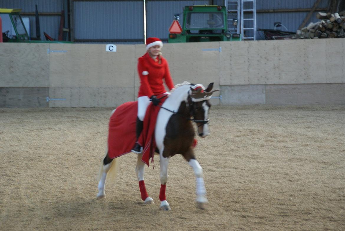 Pinto Charmaine billede 11