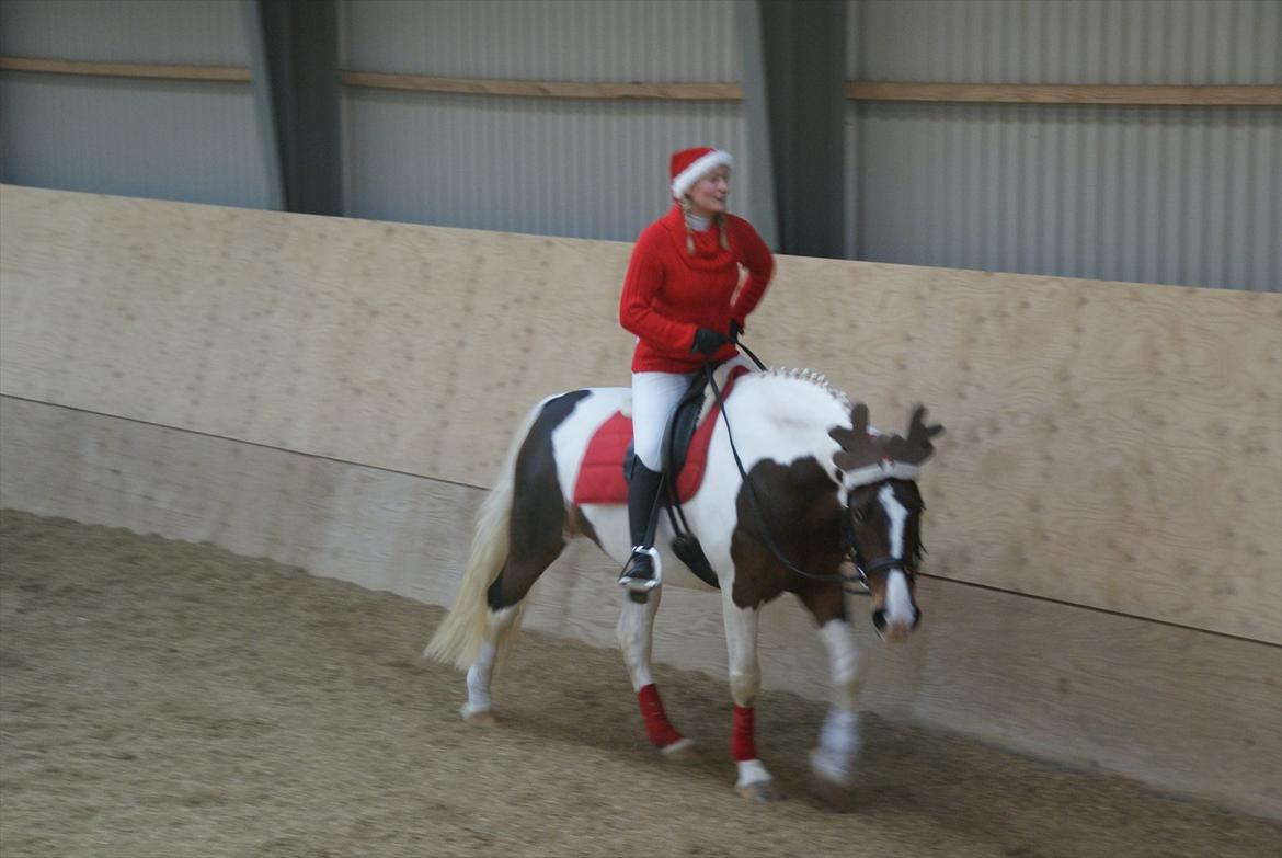 Pinto Charmaine billede 12