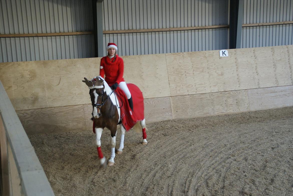 Pinto Charmaine billede 13