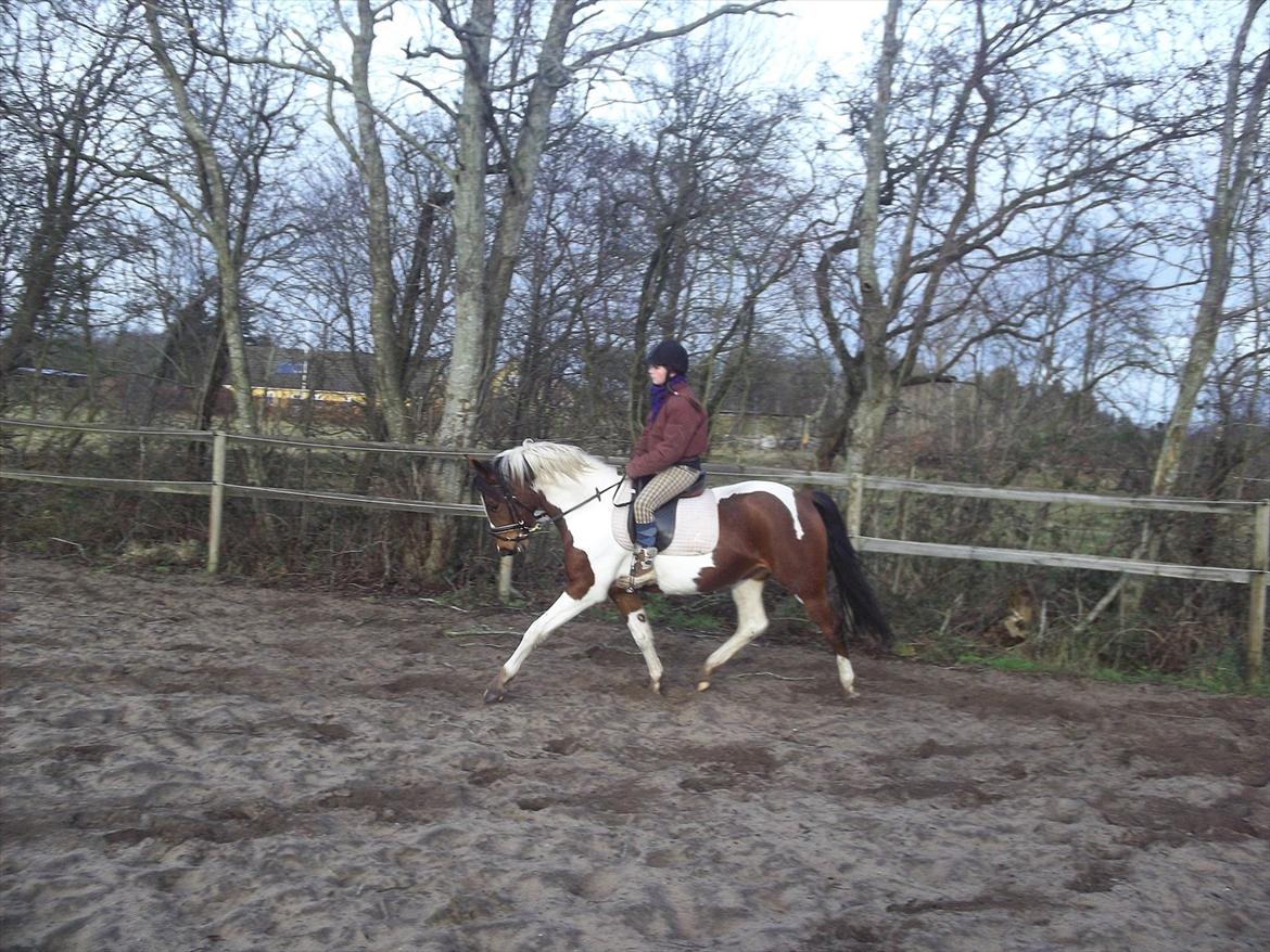 Pinto Østergårds Madeleine billede 1