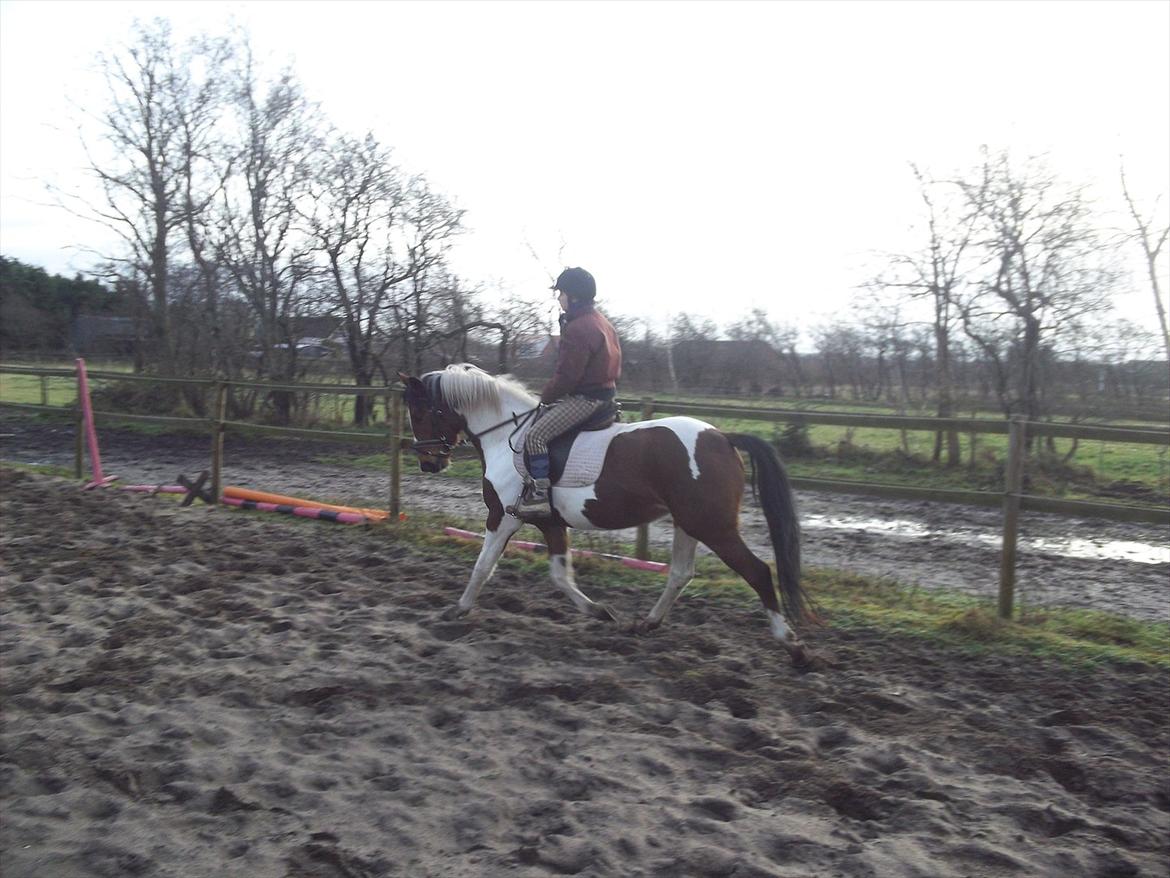 Pinto Østergårds Madeleine billede 2