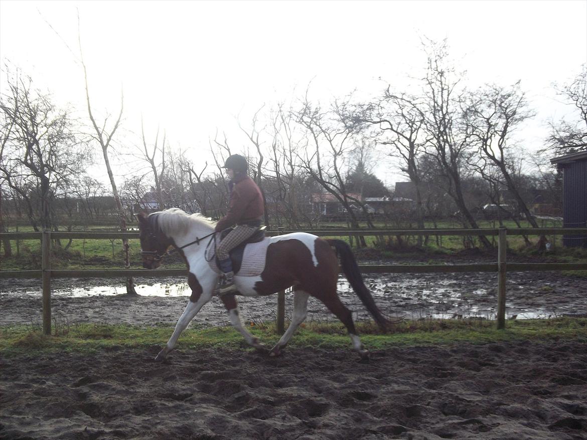 Pinto Østergårds Madeleine billede 3