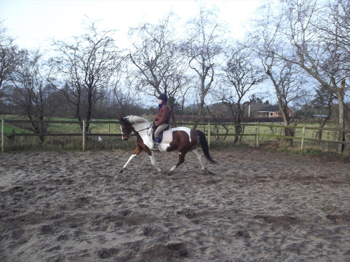 Pinto Østergårds Madeleine billede 4