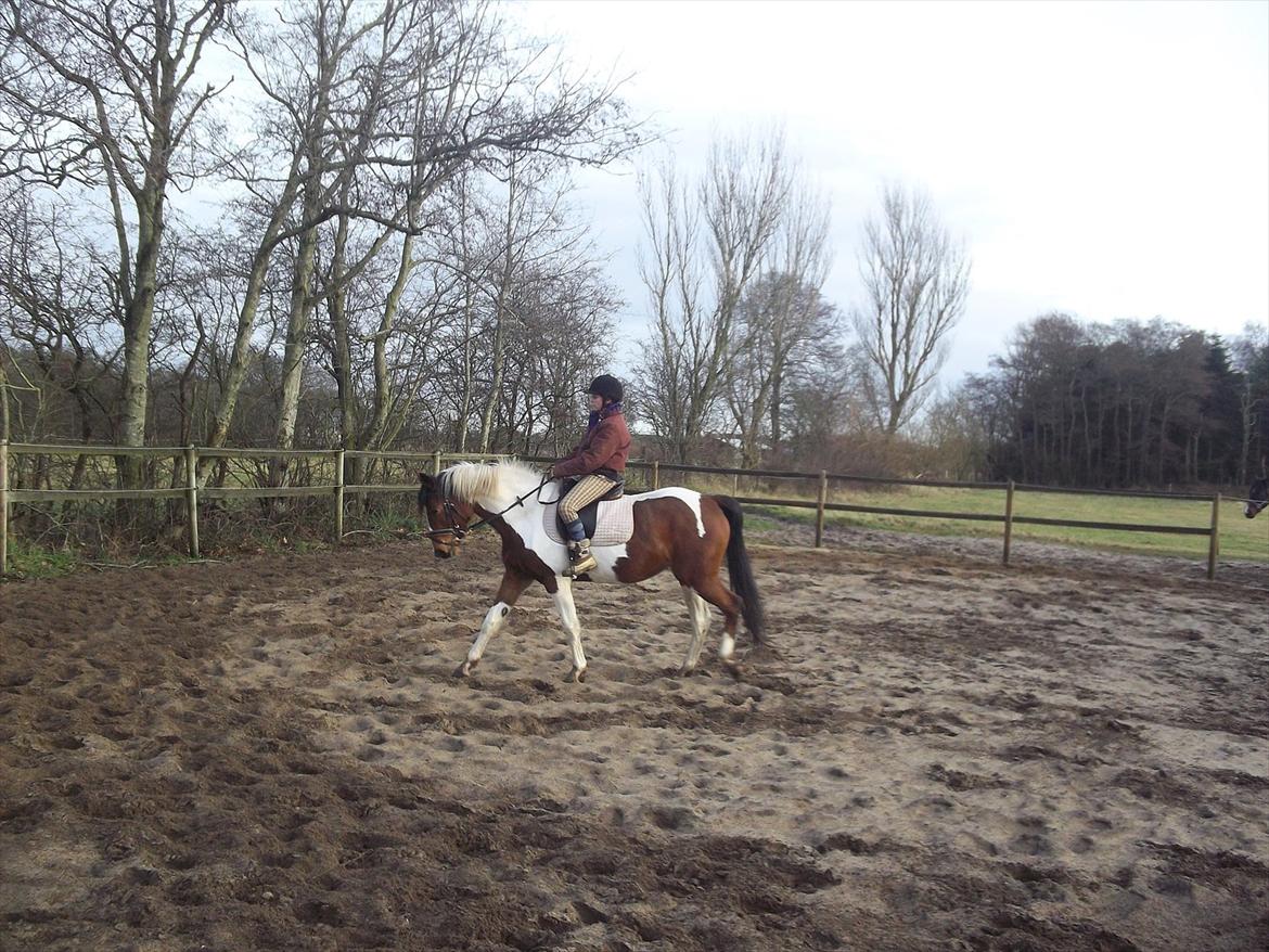 Pinto Østergårds Madeleine billede 5