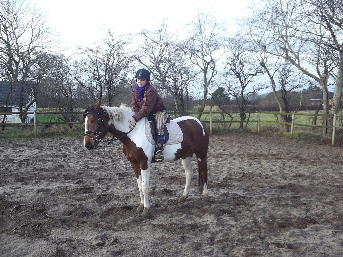 Pinto Østergårds Madeleine billede 6