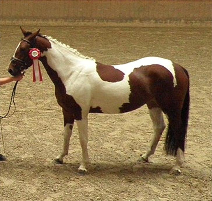 Pinto Østergårds Madeleine billede 7