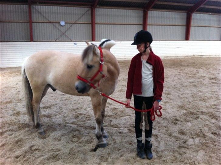 Fjordhest Balder - Du er så smuk! billede 6