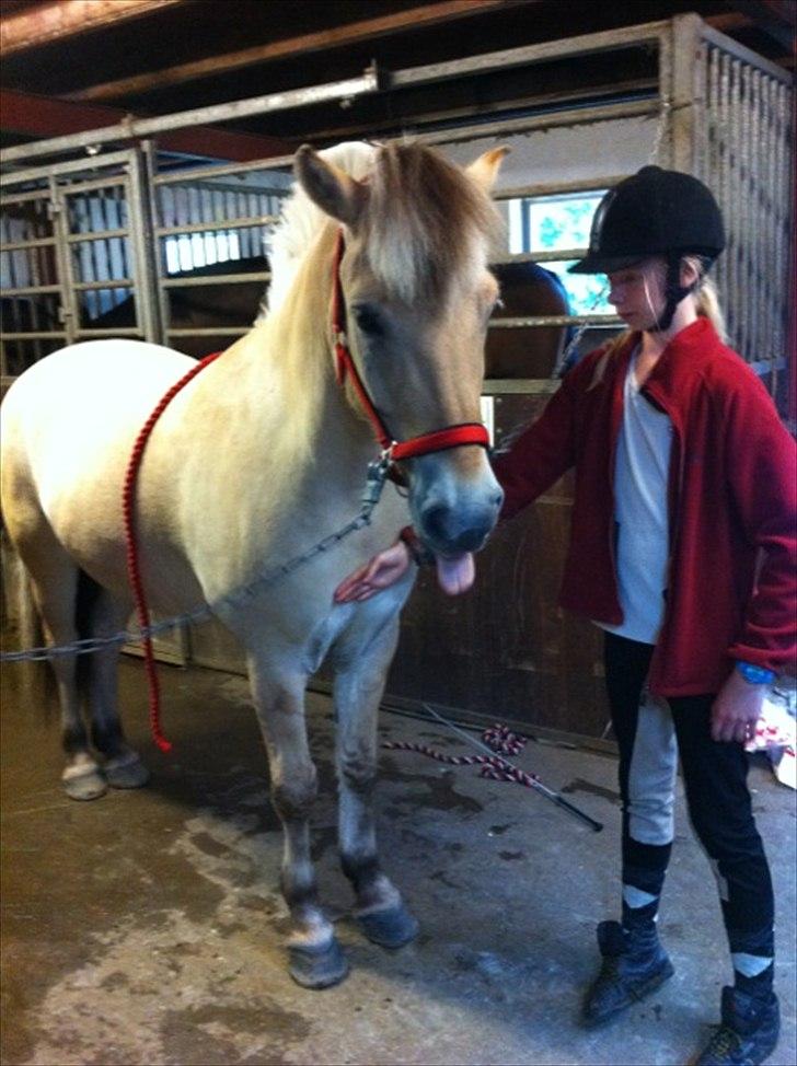 Fjordhest Balder - Elsker dig:) billede 7