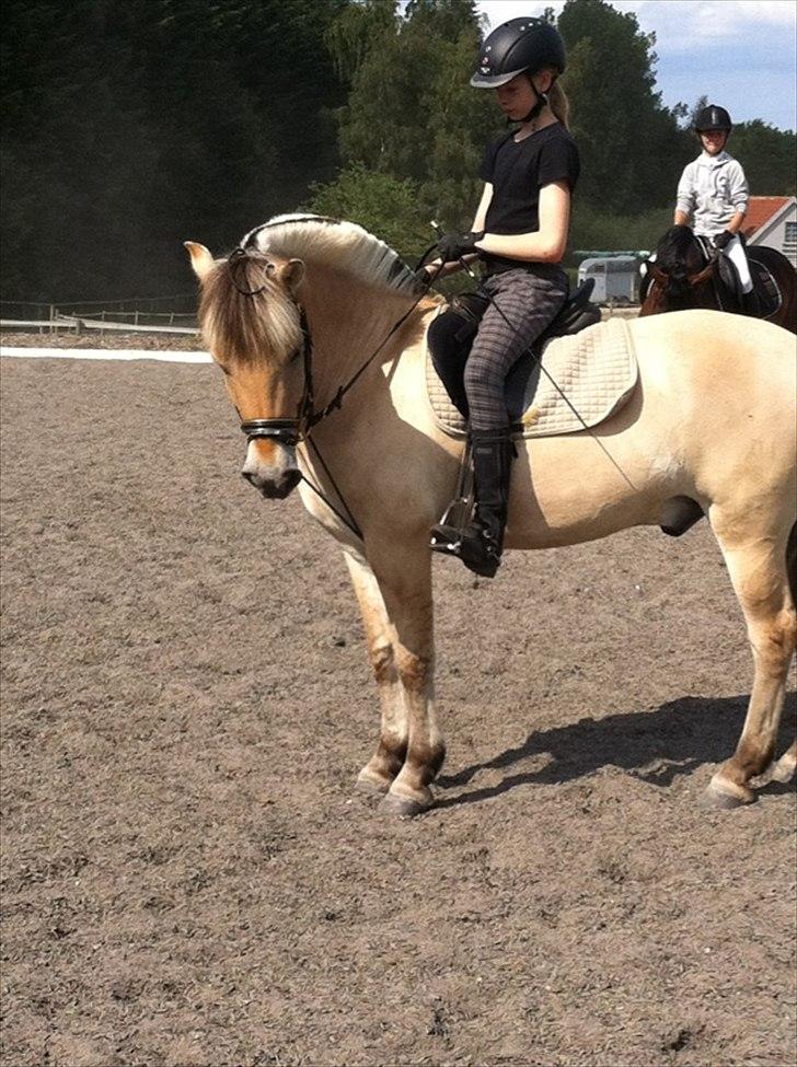 Fjordhest Balder billede 8