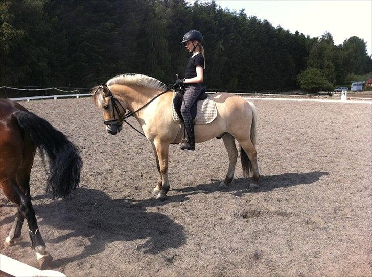 Fjordhest Balder billede 9