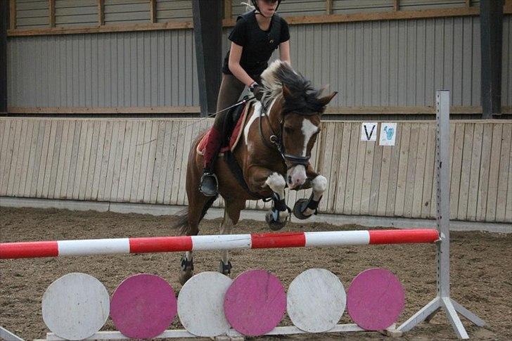 Pinto TIPPI<3  - 10. Fordi du kan!<3 Kig ikke på mig? Foto: Lyhne:) billede 10