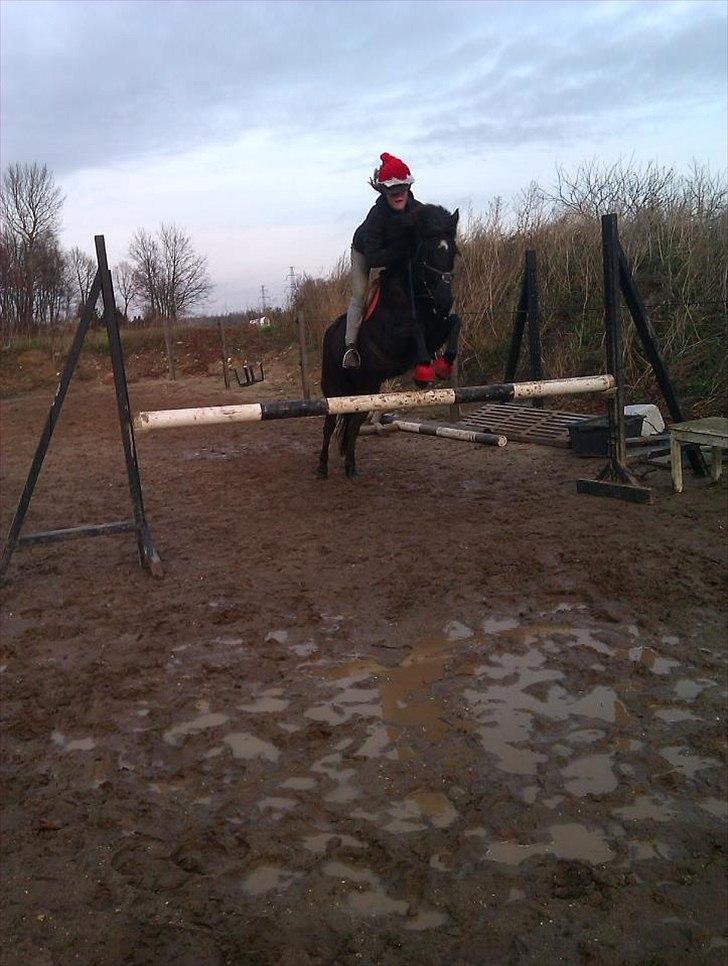 Islænder Litla *Mit et og alt* billede 12