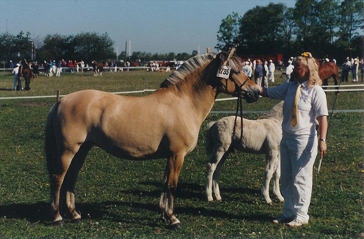 Fjordhest Fleurette - Fleurette til dyrskue billede 1